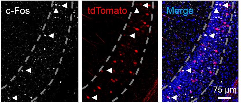 Addgene: AAV Data Hub - pAAV-CAG-tdTomato (codon diversified) in